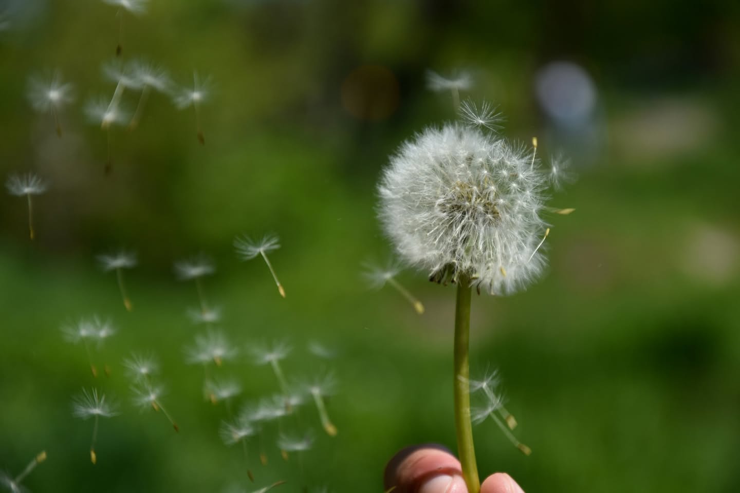 Dandelion